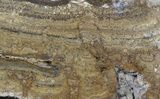 Polished, Miocene Stromatolite (Chlorellopsis) - Crimea #57569-1